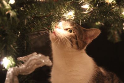 Gefahren unterm Weihnachtsbaum