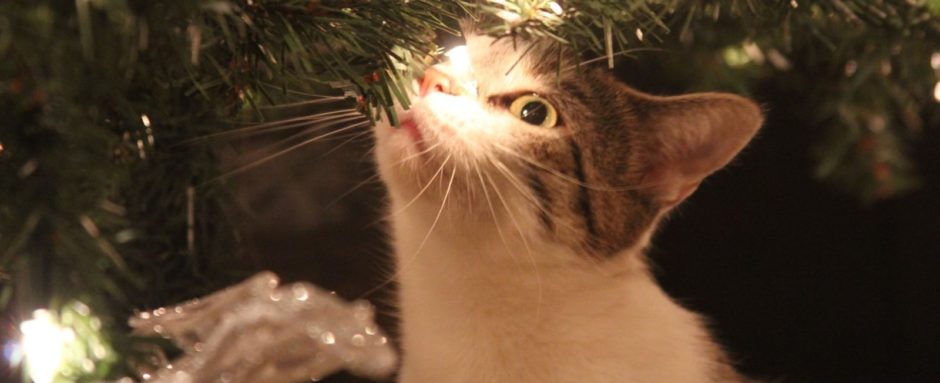Gefahren unterm Weihnachtsbaum